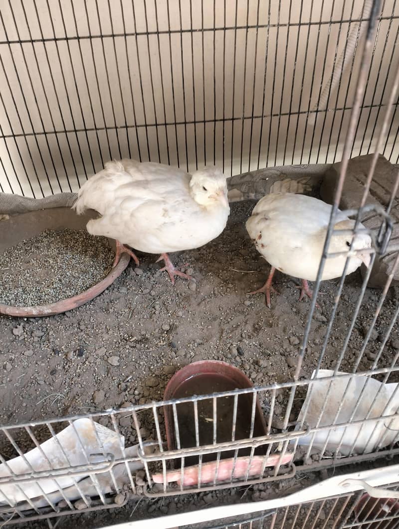 white Teetar breader pair 0