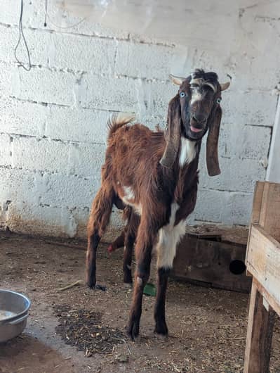 Gar ka palaa Bakraa goat