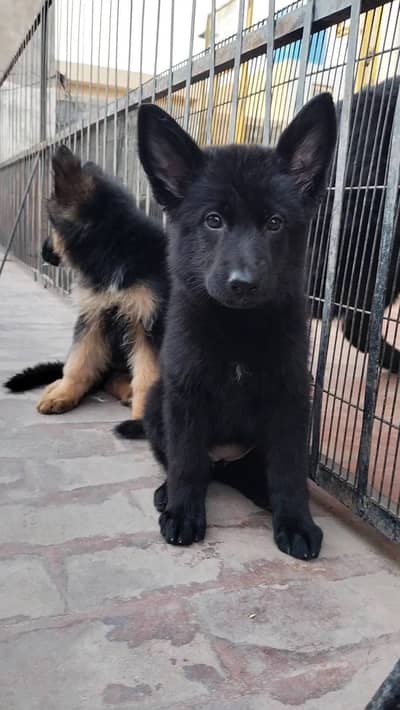 GERMAN SHEPHERD LONG STOCK MALE PUPPY