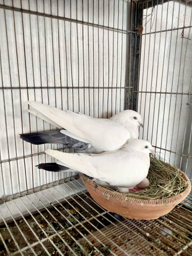 fancy pigeons 5