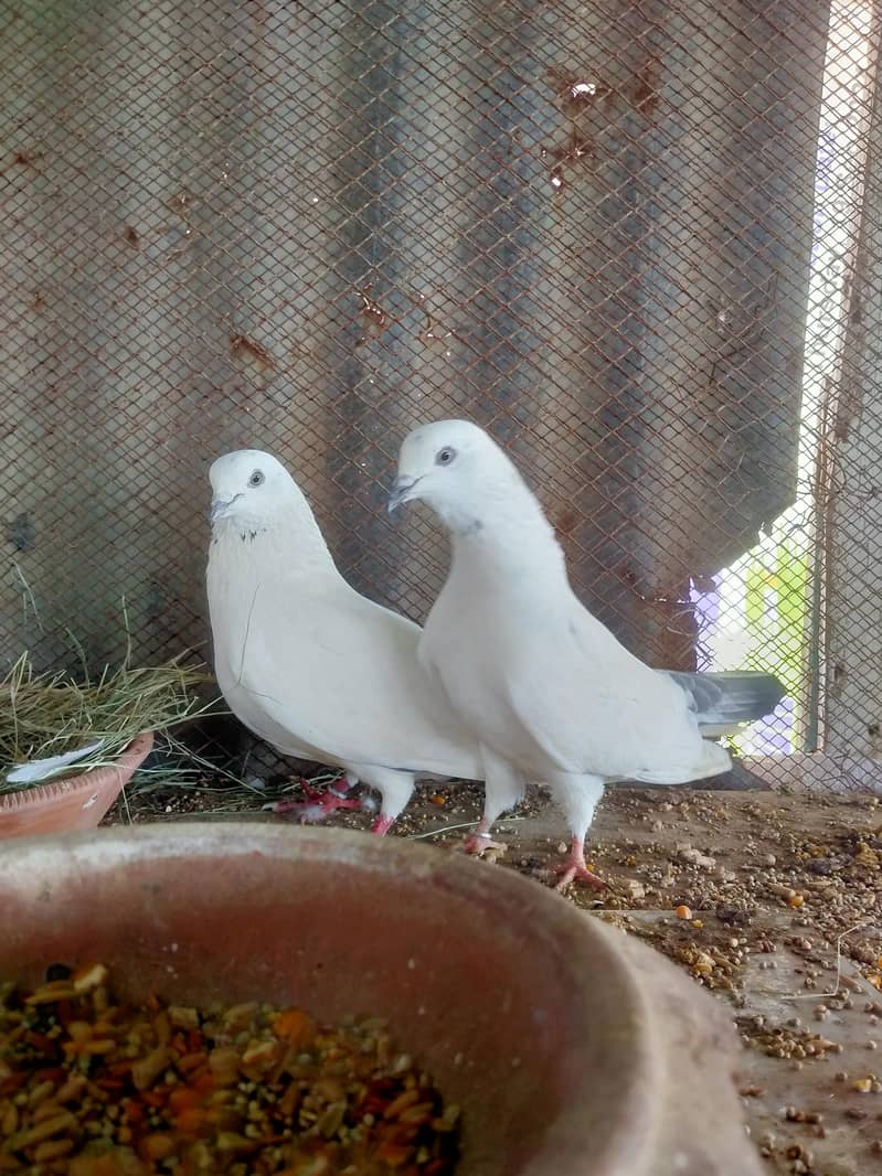fancy pigeons 6