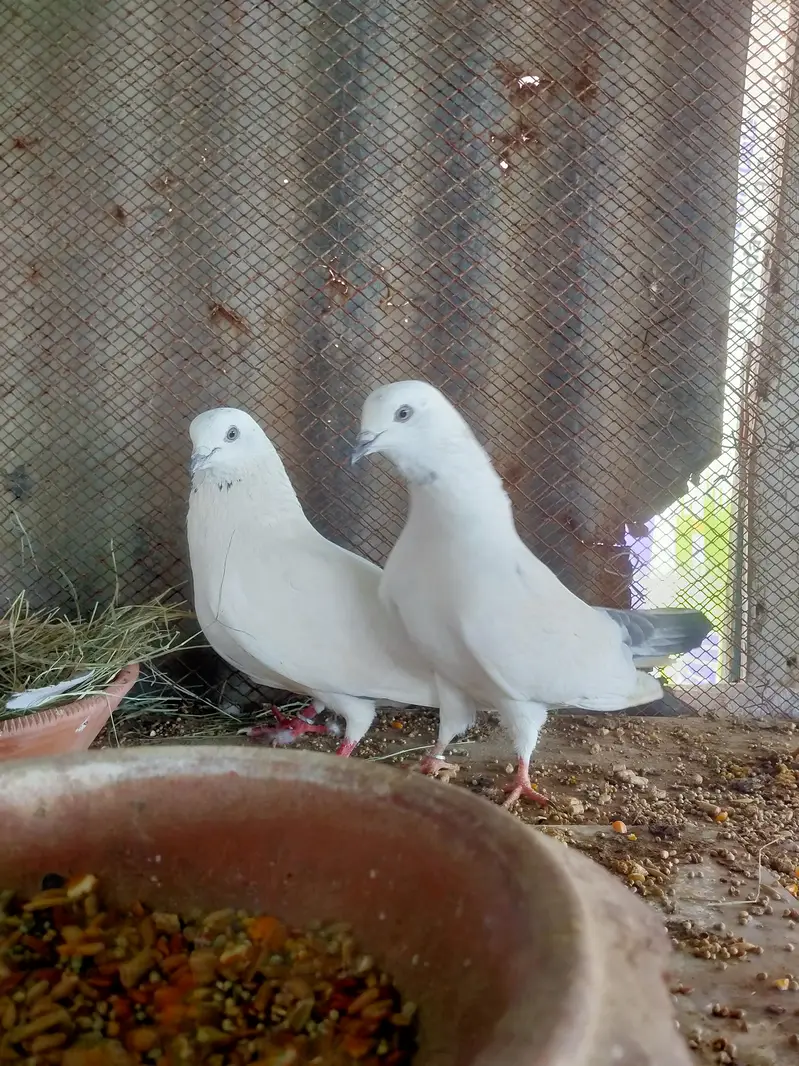 Indian Kaldumay — photo 6