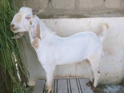 2 dant bakra