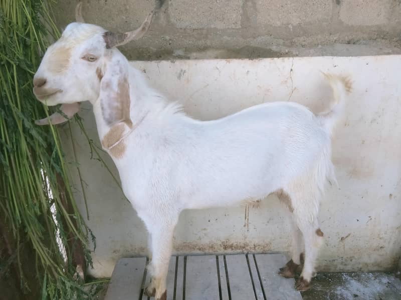 2 dant bakra 0
