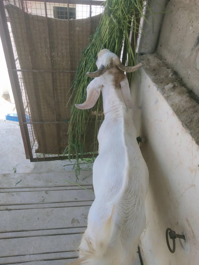 2 dant bakra 1