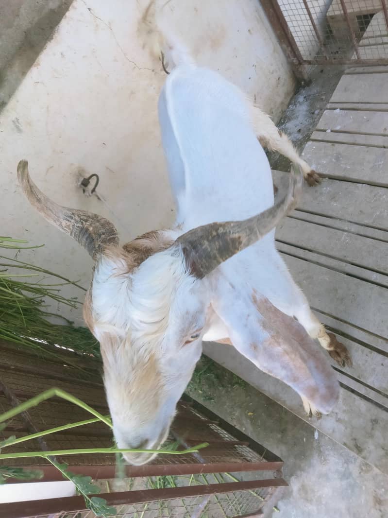2 dant bakra 2