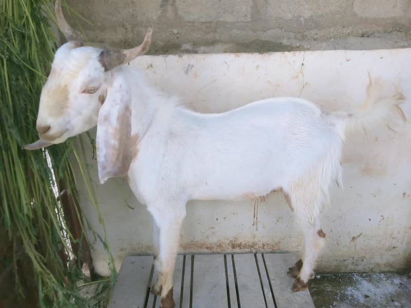 2 dant bakra 3