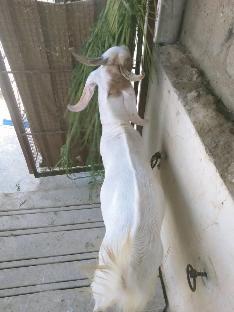 2 dant bakra 5