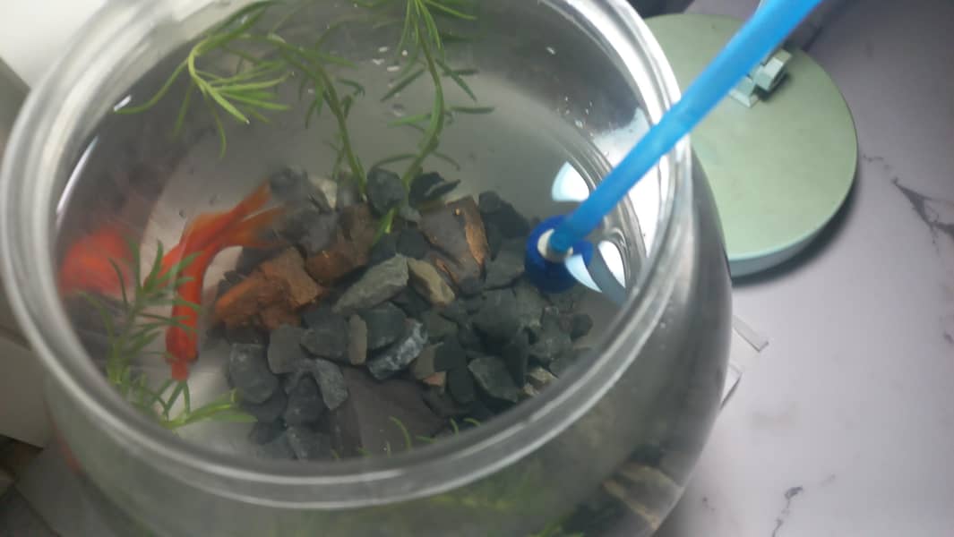 valitail goldfish 0