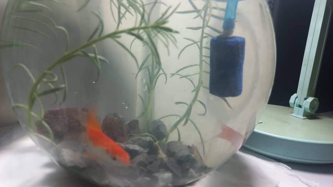 valitail goldfish 1