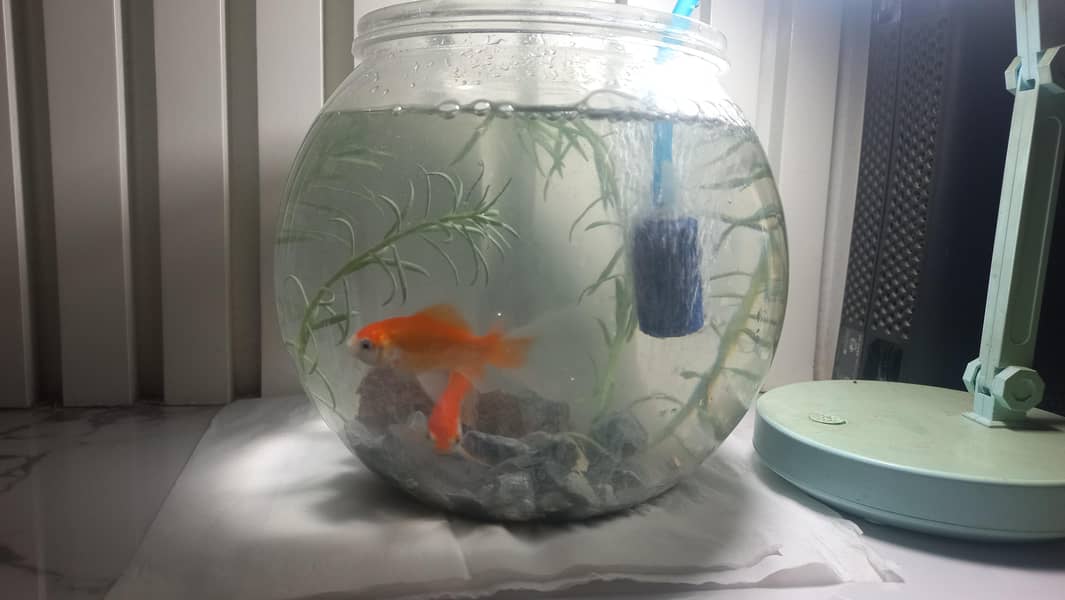 valitail goldfish 2
