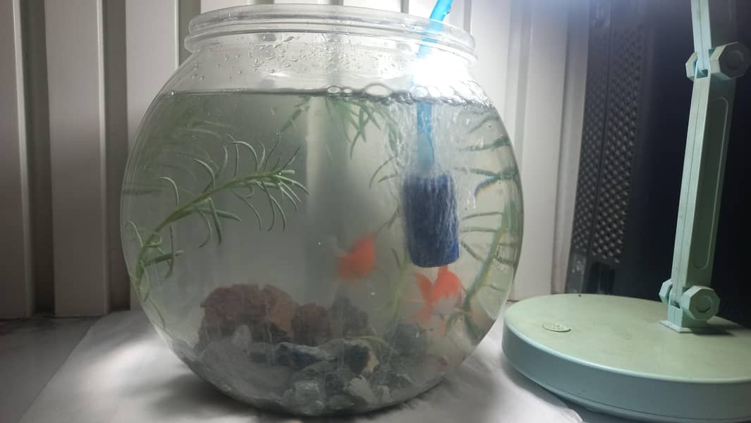 valitail goldfish 3