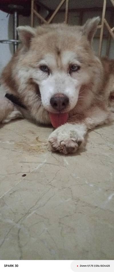 male for sel tripal cod 03702599117