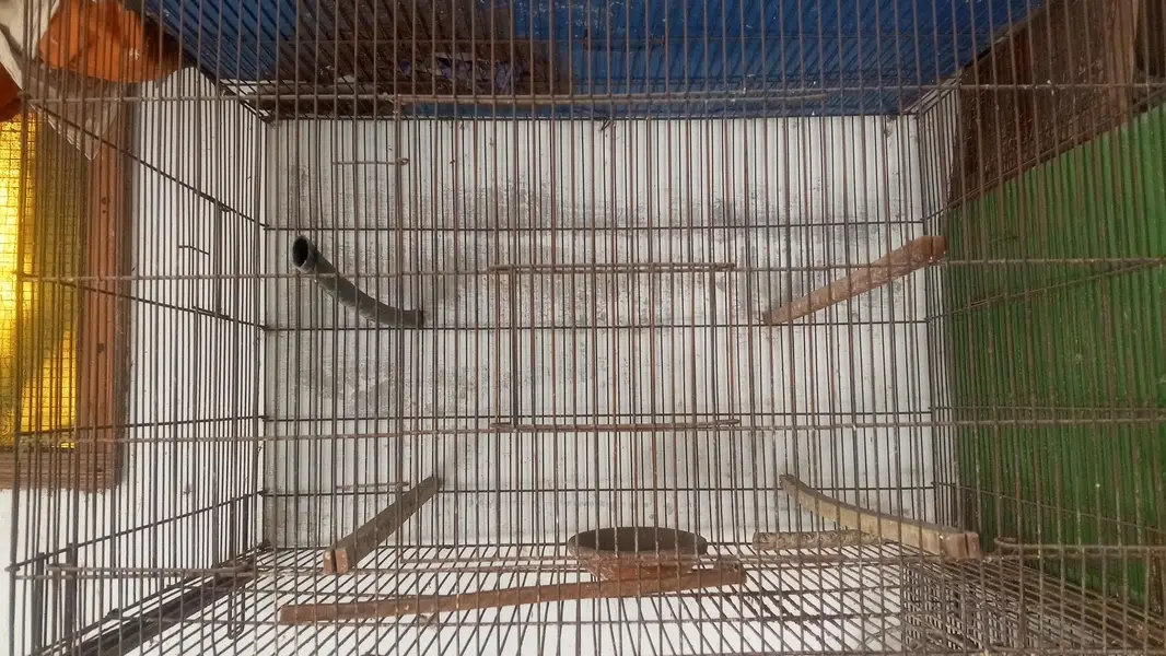 lovebirds cages pots and boxes — photo 3