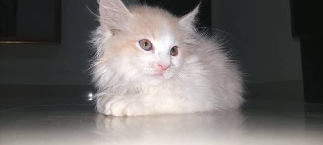 Super Cute Male Persian Kitten - 60 bays - Rare Blue/Grey Eyes