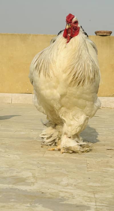 light blue Columbian brahma fertile eggs