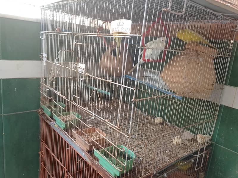 bird cage 0