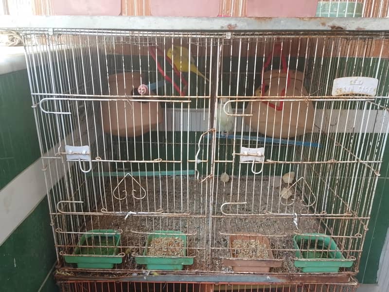 bird cage 1