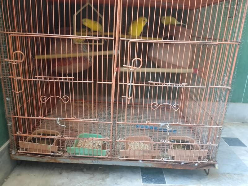 bird cage 2