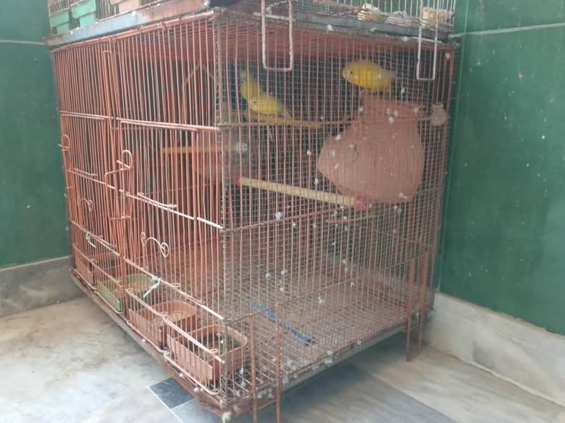 bird cage 3