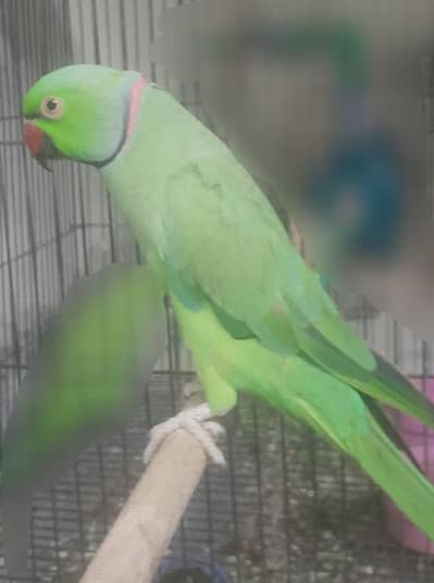 2 years male healthy and active parrot in good condition