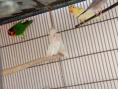 Albino Red Eyes Pair  and Fisher Yellow chest and Creamino Male