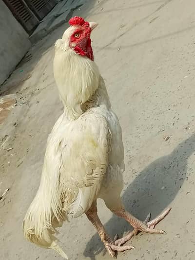 pure Sindhi heera bloodline  patha