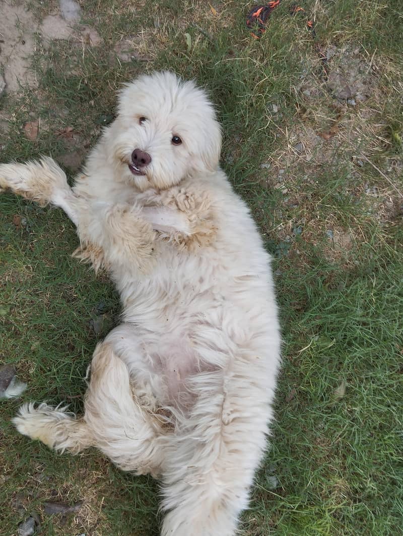 Breed Name Puddle 0