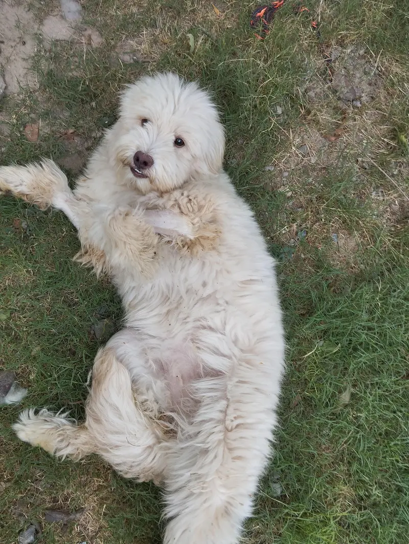 Breed Name Puddle