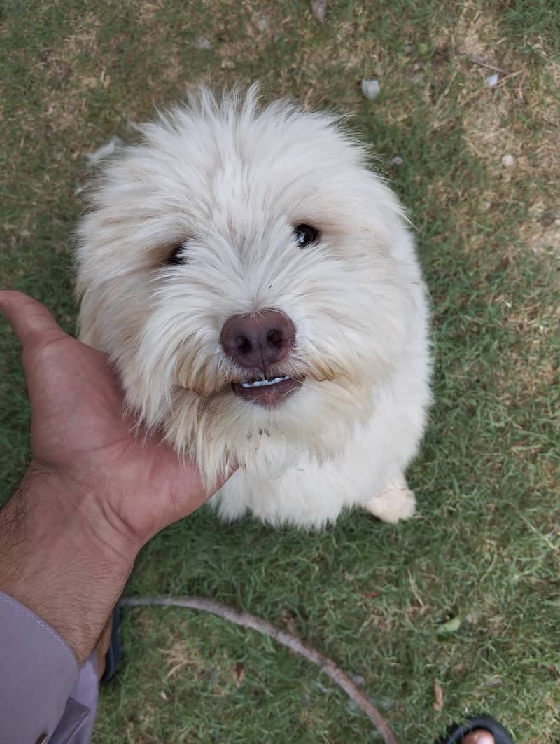 Breed Name Puddle 1
