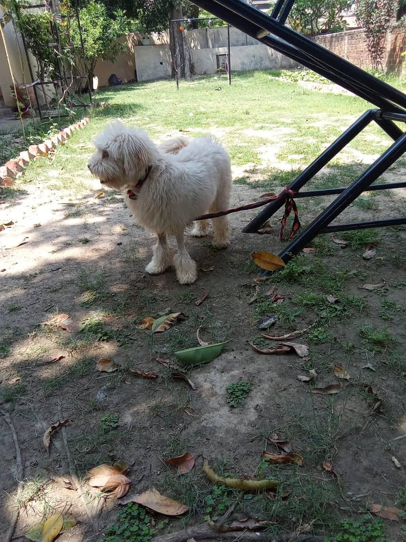 Breed Name Puddle 2