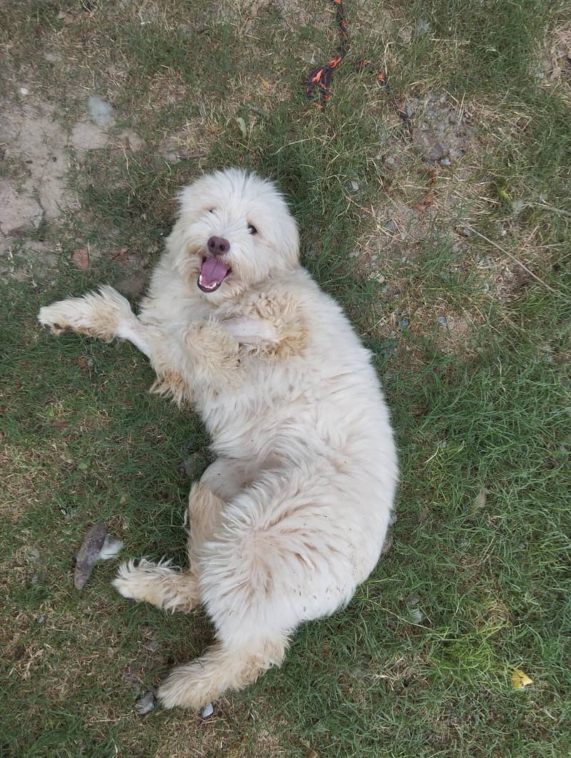 Breed Name Puddle 3