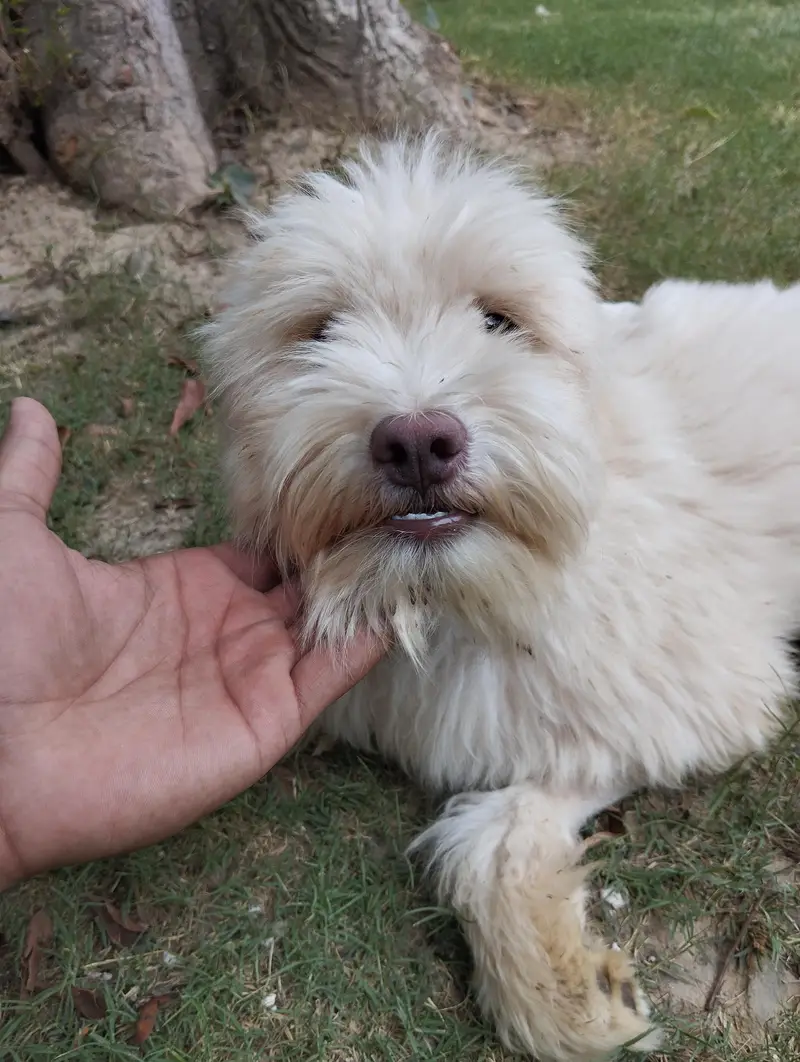 Breed Name Puddle — photo 5