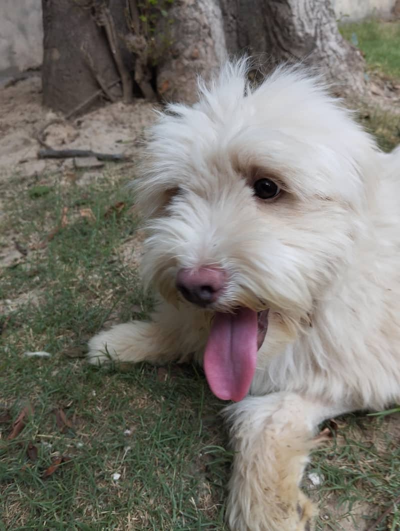 Breed Name Puddle 5