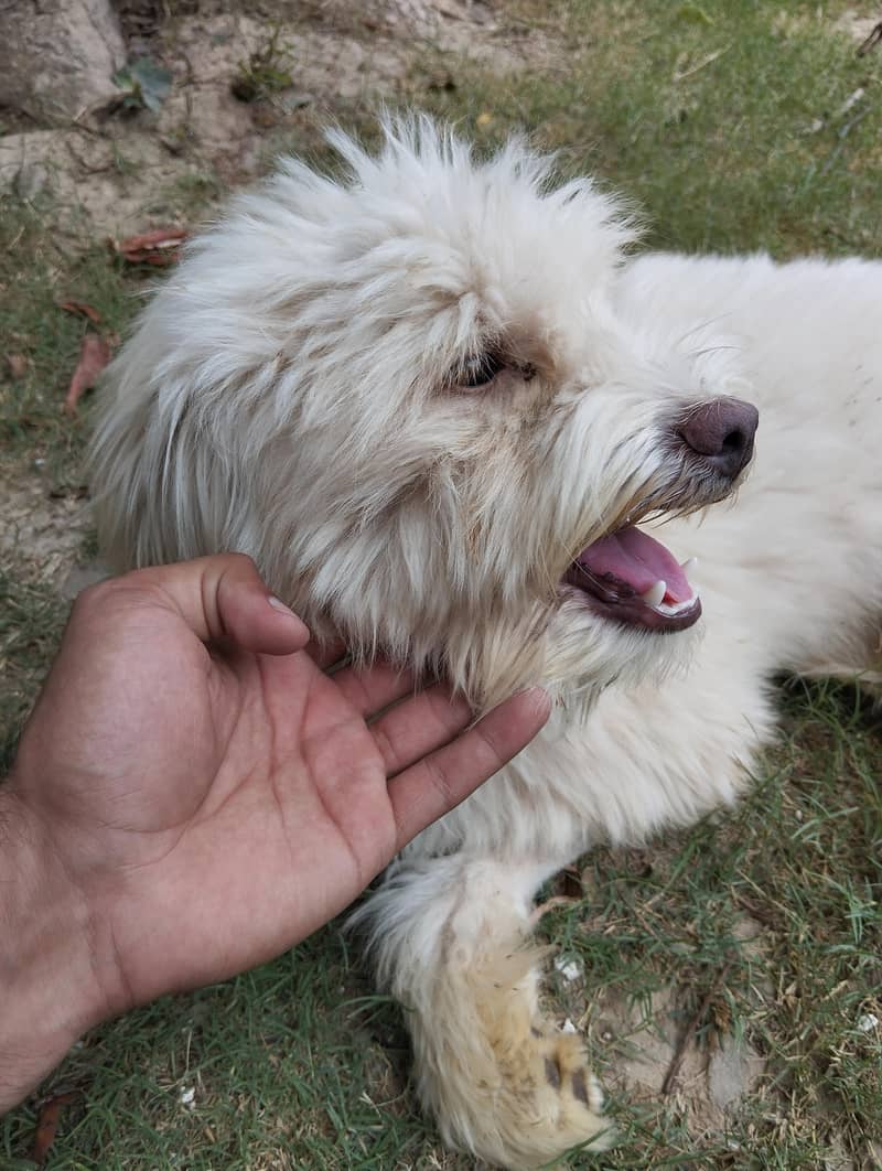 Breed Name Puddle 6