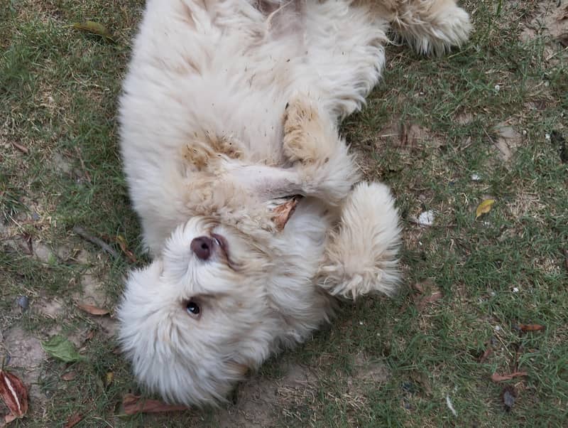 Breed Name Puddle 7