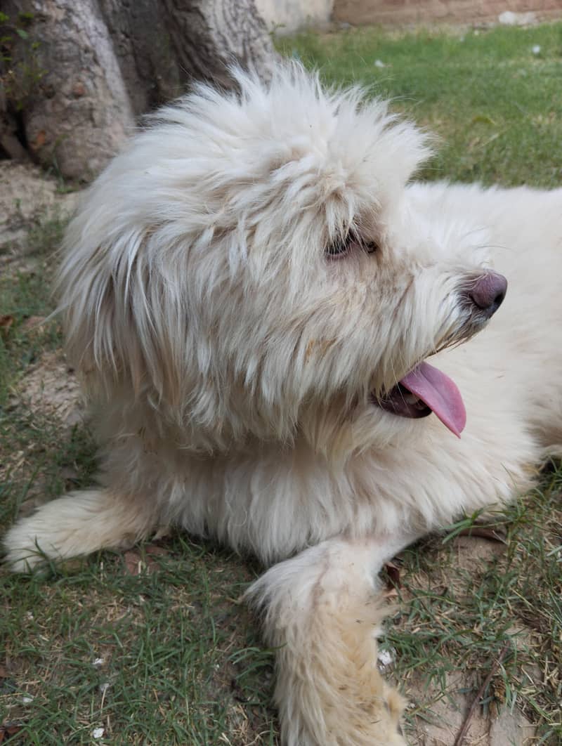 Breed Name Puddle 8