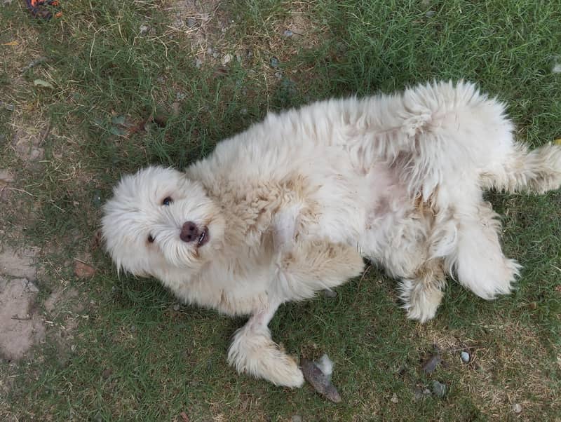 Breed Name Puddle 9
