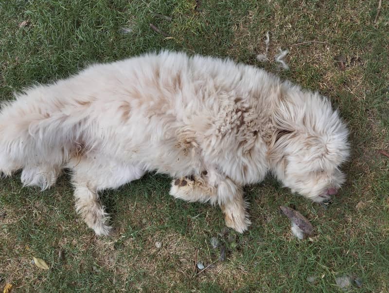 Breed Name Puddle 10