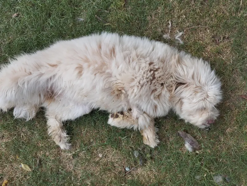 Breed Name Puddle — photo 11