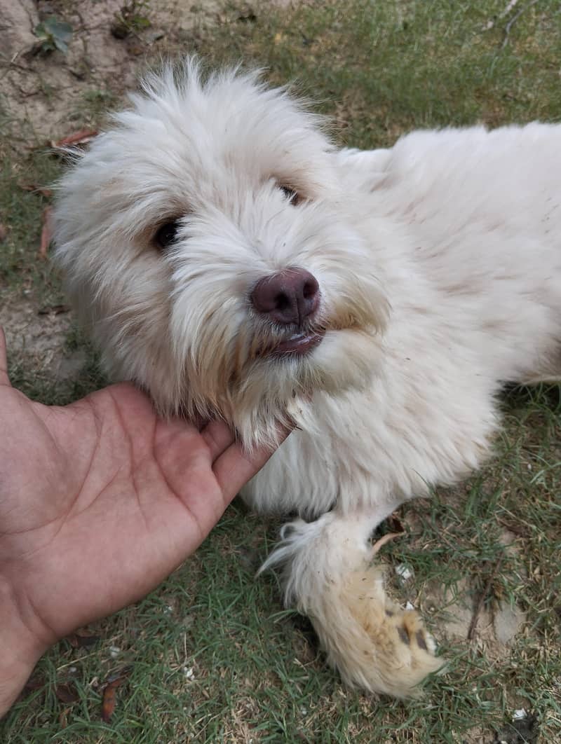 Breed Name Puddle 11