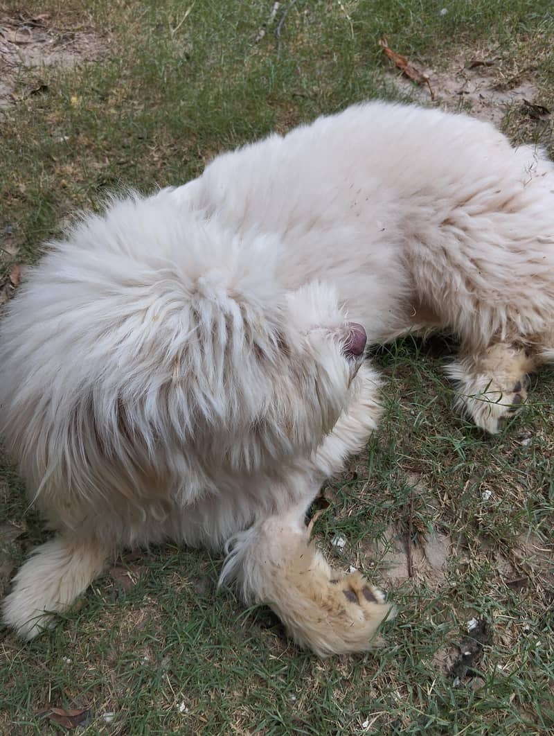 Breed Name Puddle 12