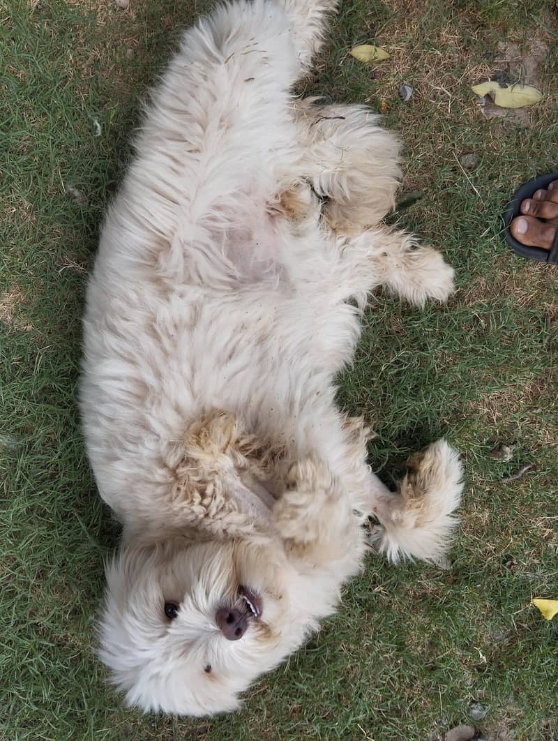Breed Name Puddle 13