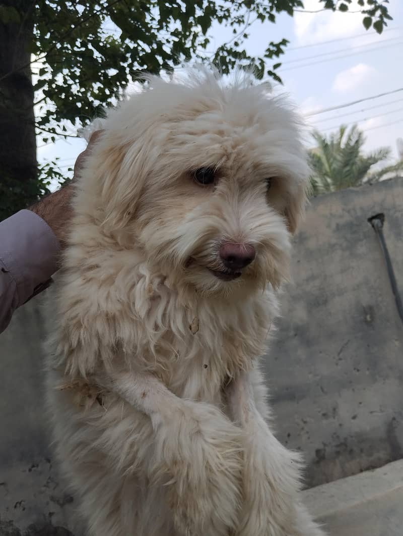Breed Name Puddle 14