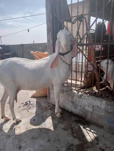 Rajanpuri bakri