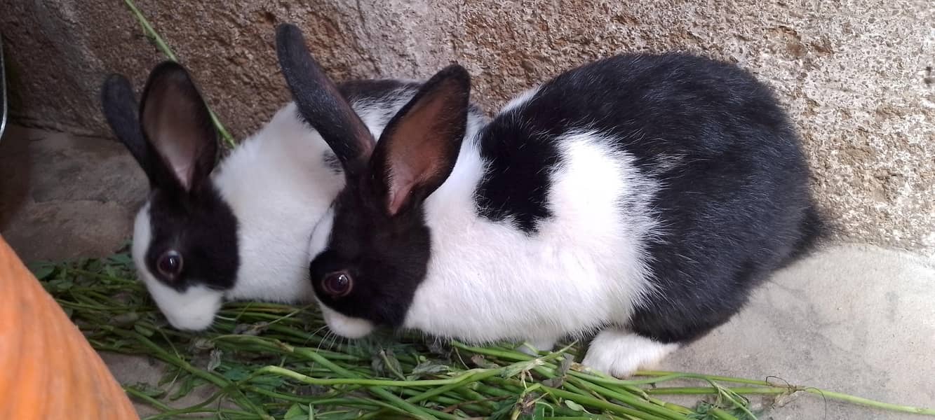 Rabbits pair  first breader 0