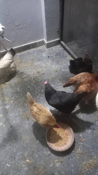 7 hen one cook