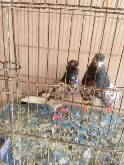 teddy pigeon