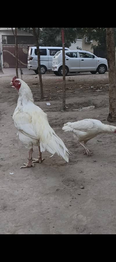 Heera Aseel Chicks