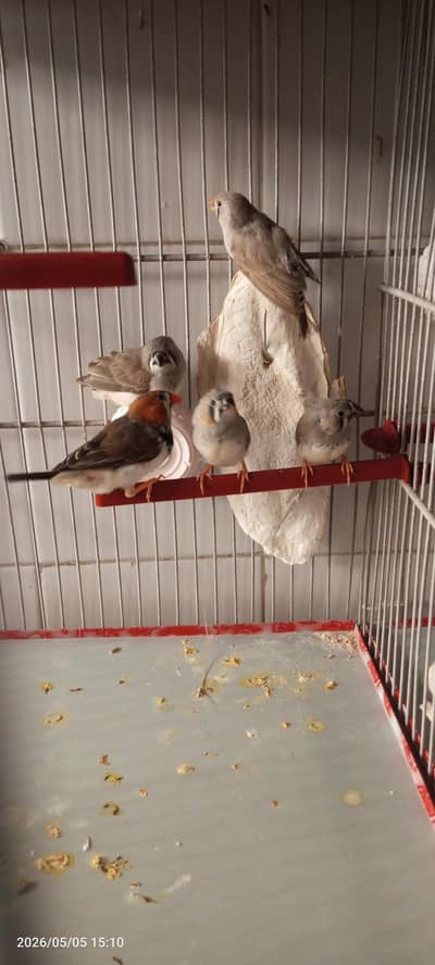 mutation and common finches